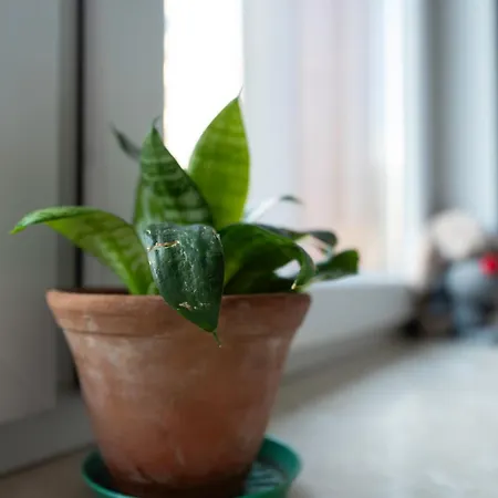 Appartement Airport *